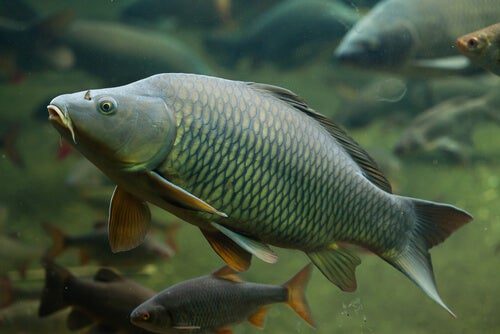 Reproduction of Carp and Pond Fish